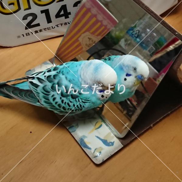 迷い鳥の写真