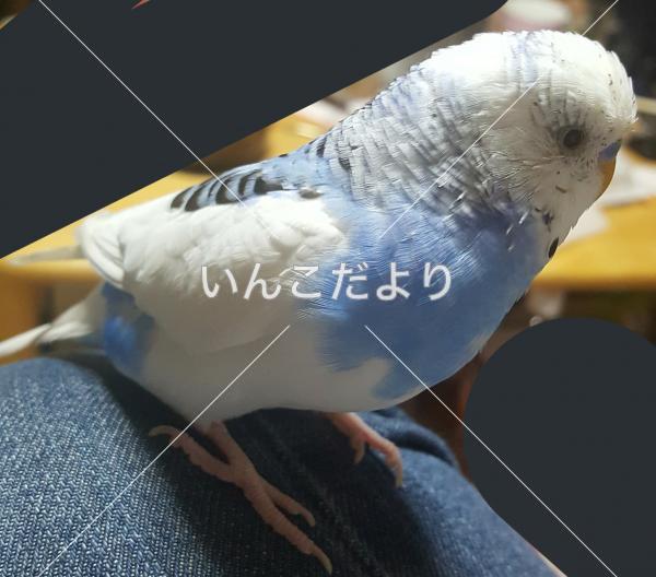 迷い鳥の写真