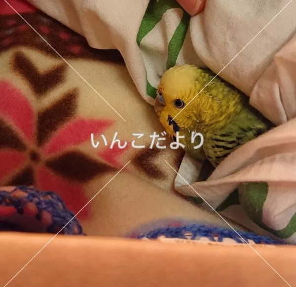 保護鳥の写真