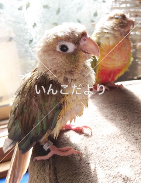 迷い鳥の写真