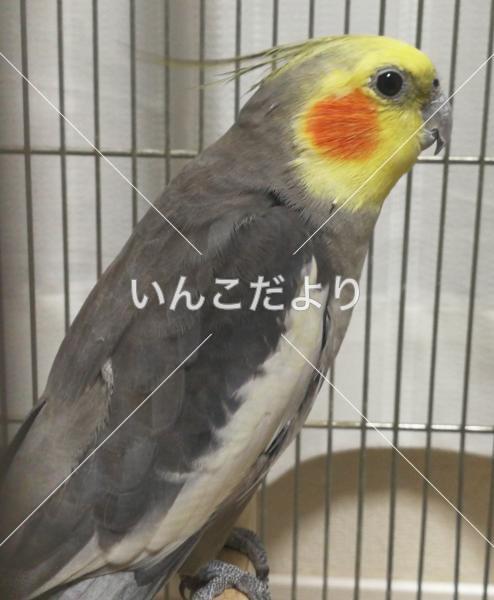 迷い鳥の写真