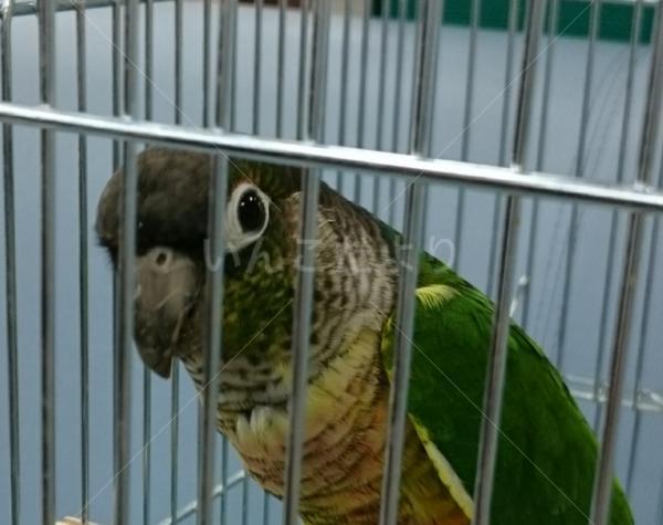 保護鳥の写真