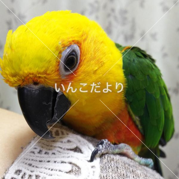 迷い鳥の写真