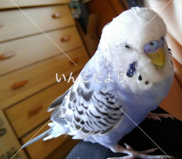 迷い鳥の写真