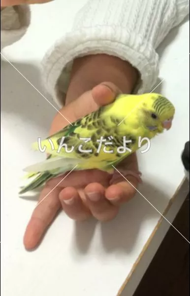 迷い鳥の写真