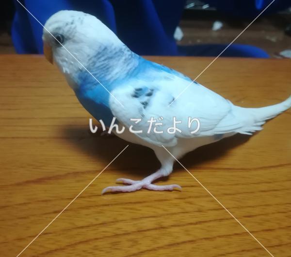 保護鳥の写真