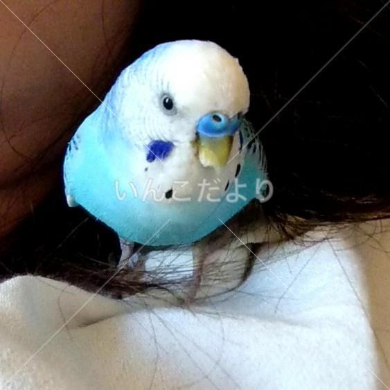 迷い鳥の写真