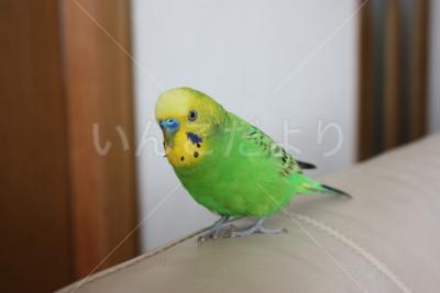 迷い鳥の写真