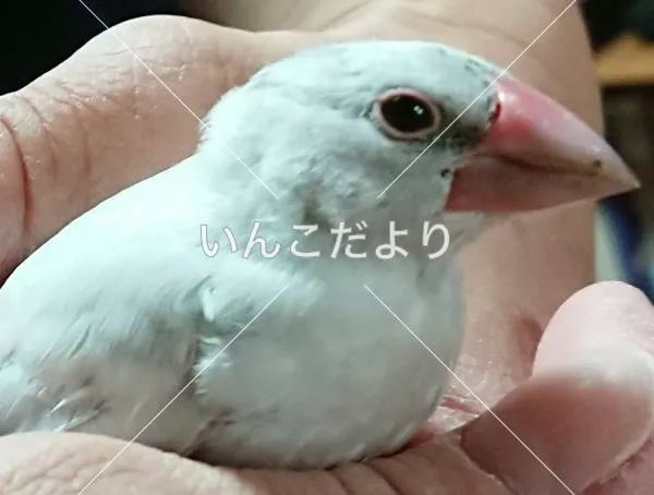 保護鳥の写真