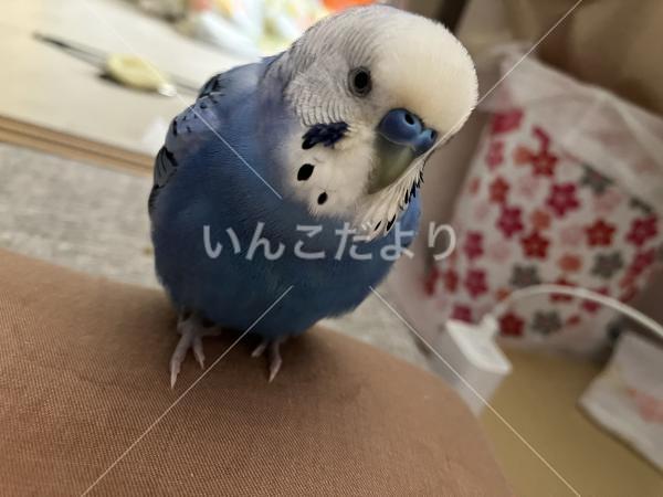 迷い鳥の写真