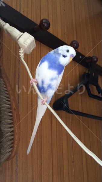 迷い鳥の写真