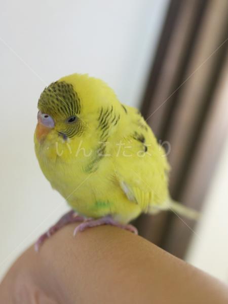 保護鳥の写真