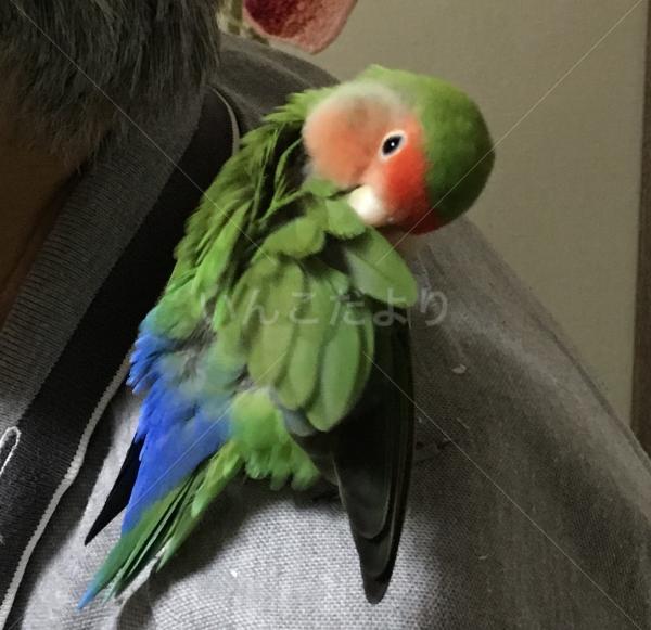 保護鳥の写真