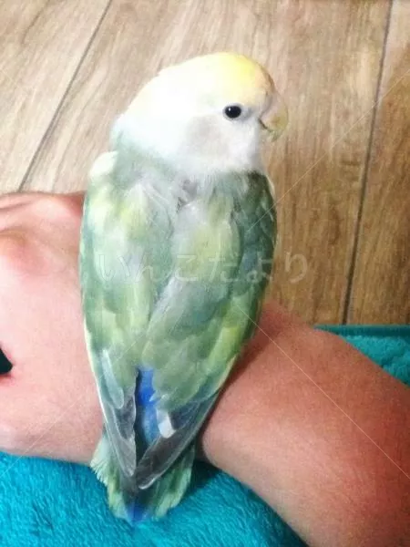 保護鳥の写真