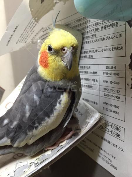 迷い鳥の写真