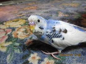 迷い鳥の写真