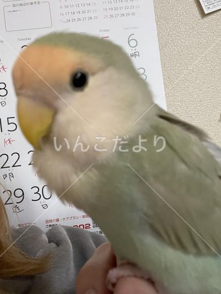 迷い鳥の写真