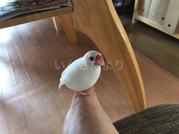 迷い鳥の写真