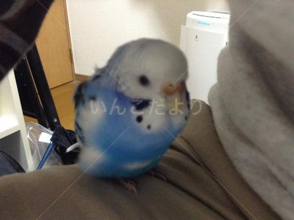 迷い鳥の写真