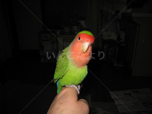 迷い鳥の写真