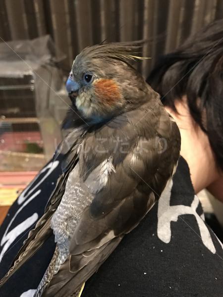 迷い鳥の写真