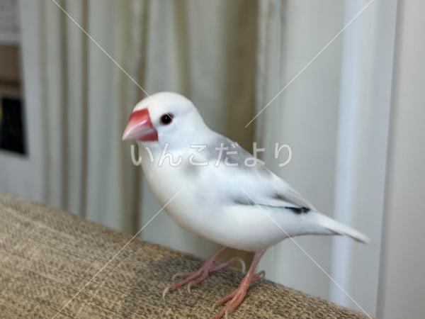 迷い鳥の写真