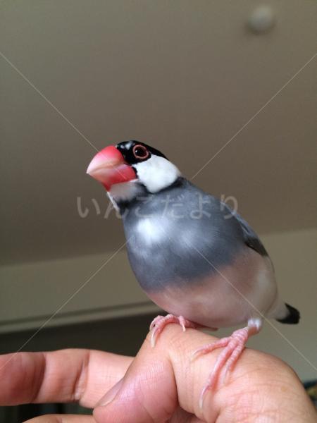 迷い鳥の写真