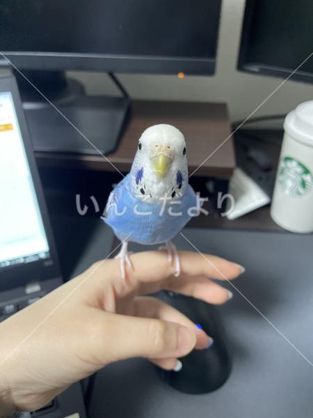 迷い鳥の写真