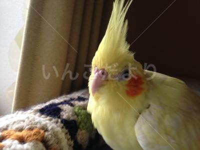 迷い鳥の写真