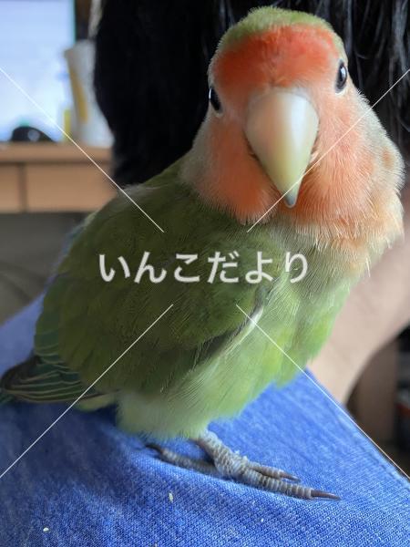 迷い鳥の写真