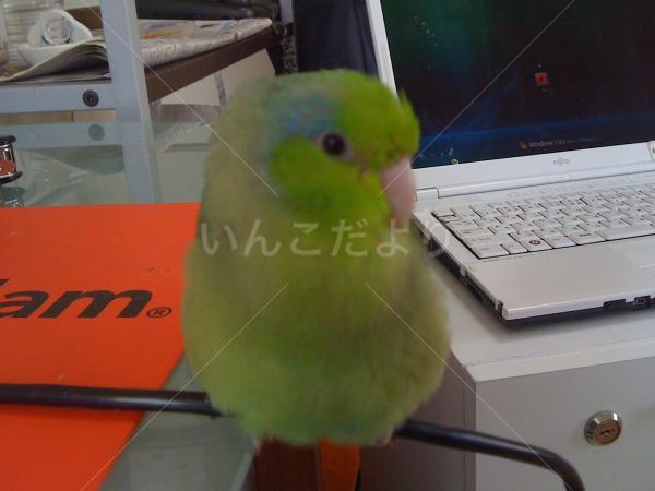 迷い鳥の写真