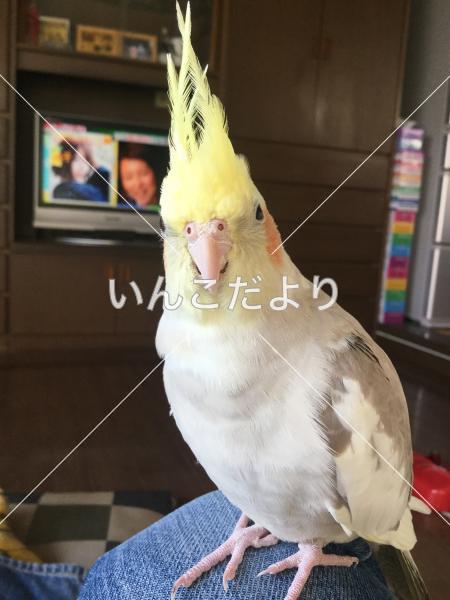 迷い鳥の写真