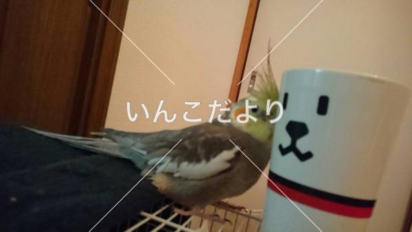 迷い鳥の写真