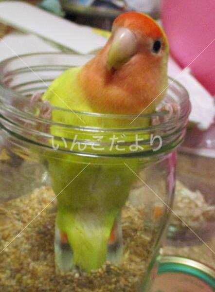 迷い鳥の写真