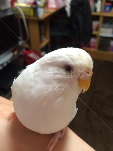 迷い鳥の写真
