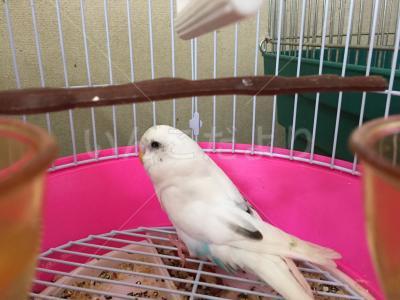 保護鳥の写真
