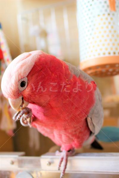 迷い鳥の写真