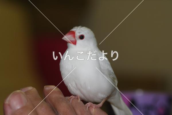 迷い鳥の写真