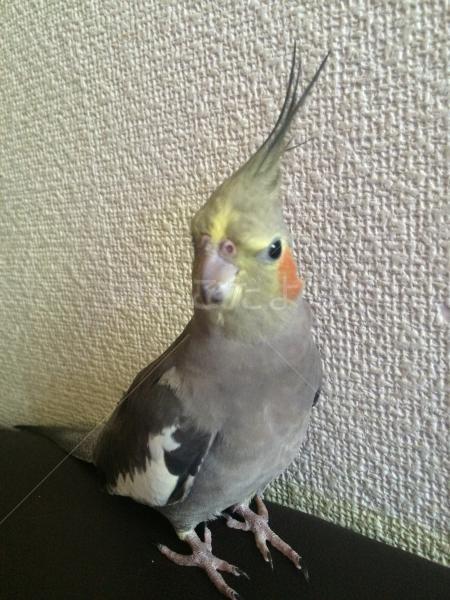 迷い鳥の写真