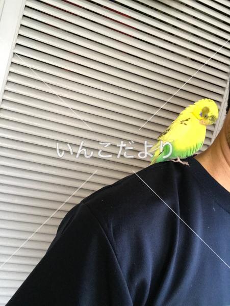 保護鳥の写真