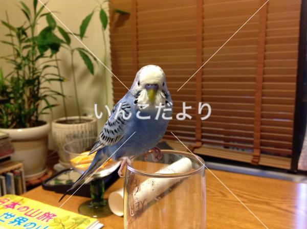 迷い鳥の写真
