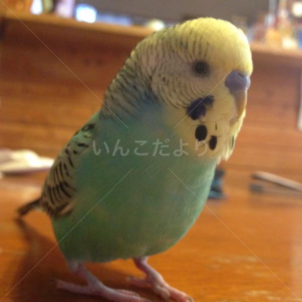 迷い鳥の写真