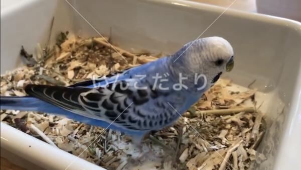 迷い鳥の写真