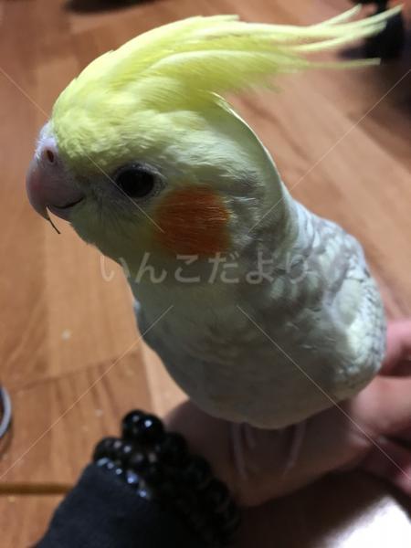 迷い鳥の写真