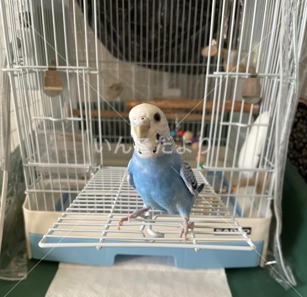 迷い鳥の写真