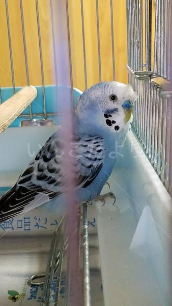 保護鳥の写真