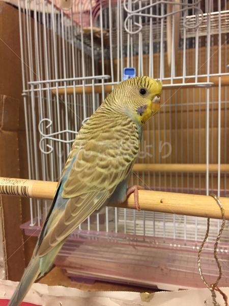 保護鳥の写真