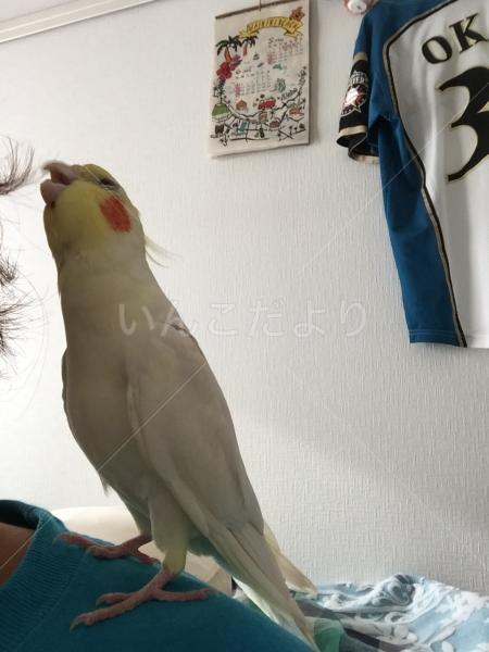 迷い鳥の写真