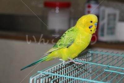 保護鳥の写真