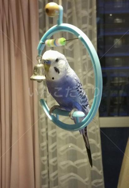 迷い鳥の写真